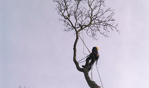 taieri_copaci_alpinism